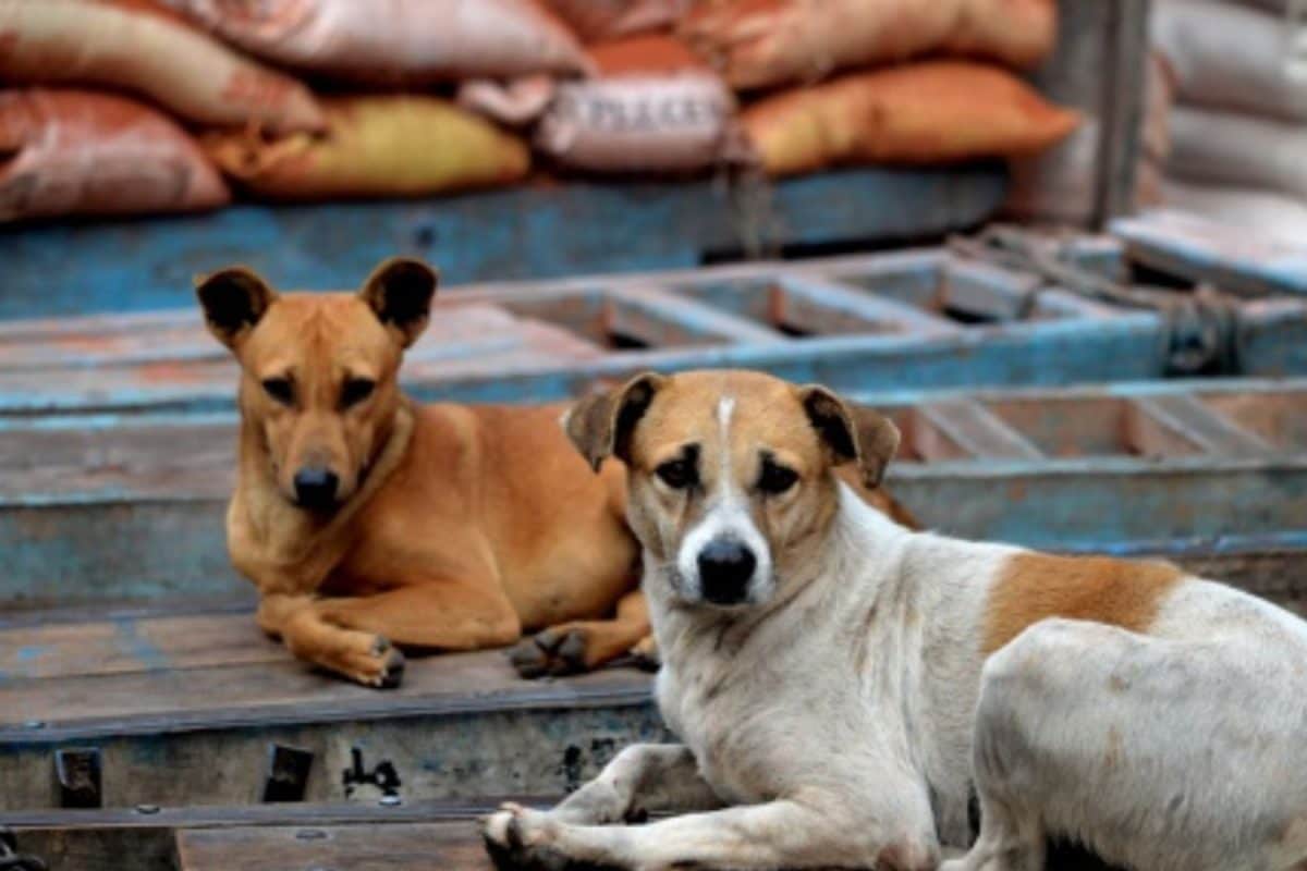 Delhi Government Clarifies: No School Instructions for Stray Dog Counting